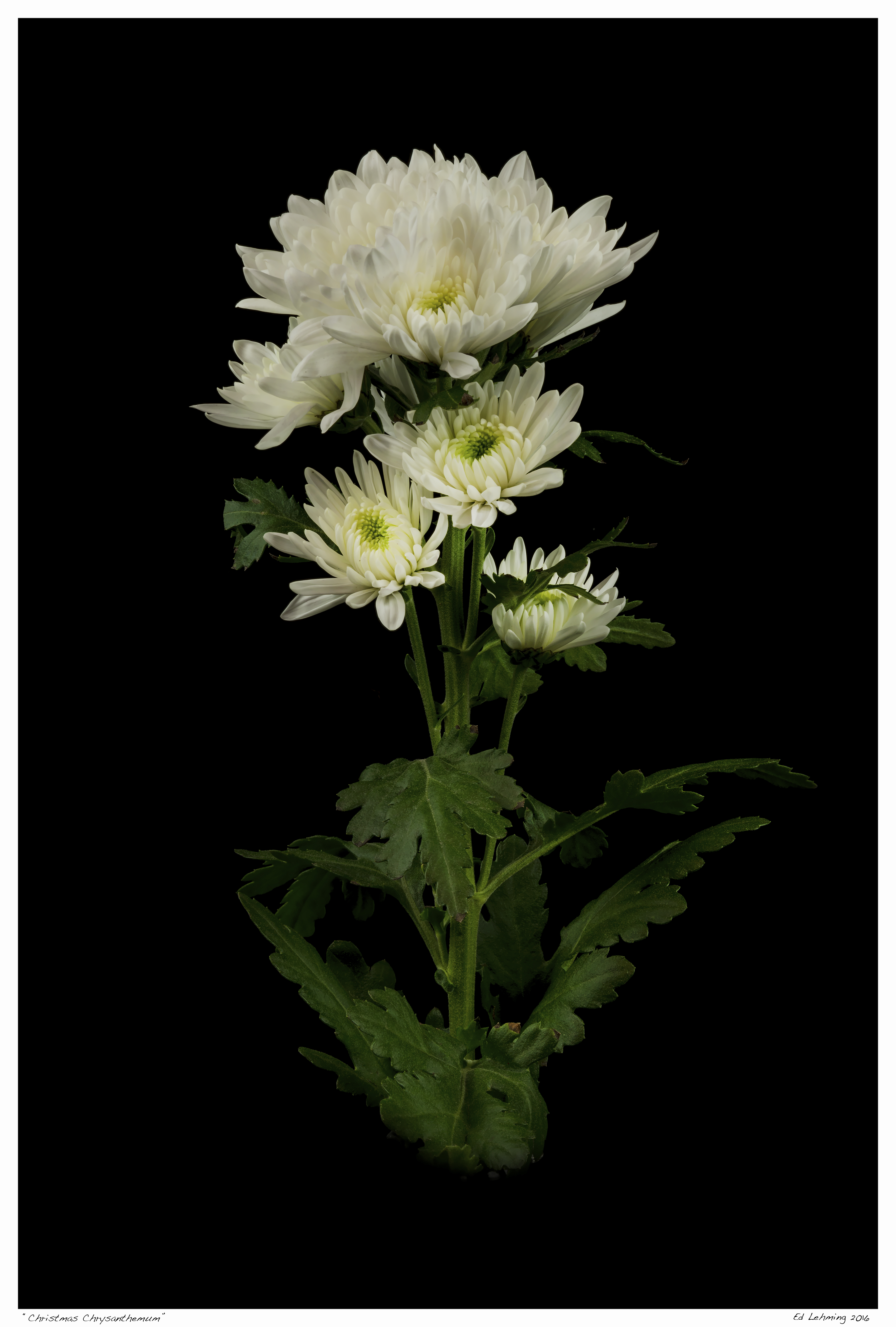 Christmas Chrysanthemum”  Ed Lehming Photography