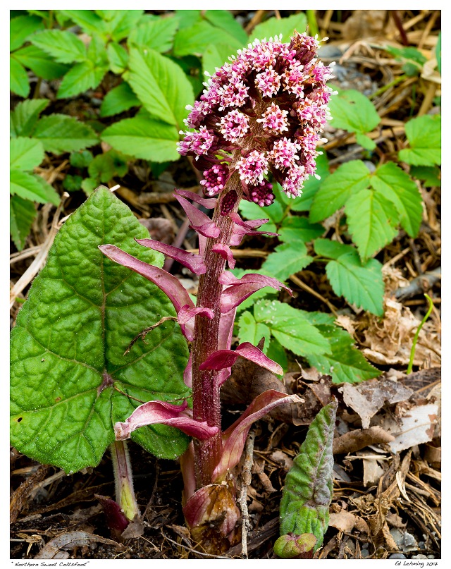 “Northern Sweet Coltsfoot”