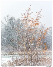 “November Birches” - Stouffville Reservoir