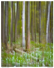 “Spring Forest Trilliums”