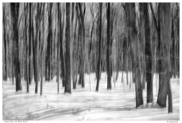 “Shadow Play in the March Forest”